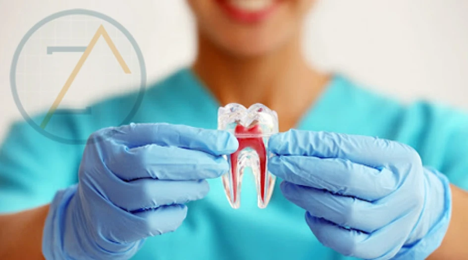 Profissional demonstrando modelo anatômico de um dente com canais radiculares para tratamento ododôntico